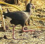 Western Swamphen