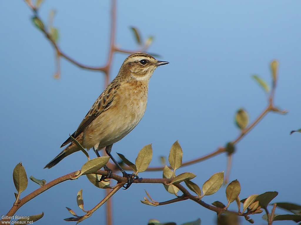 Whinchat male adult post breeding, identification