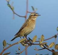 Whinchat