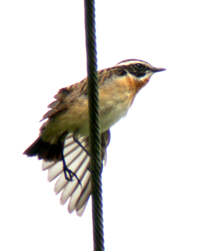 Whinchat