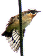 Whinchat