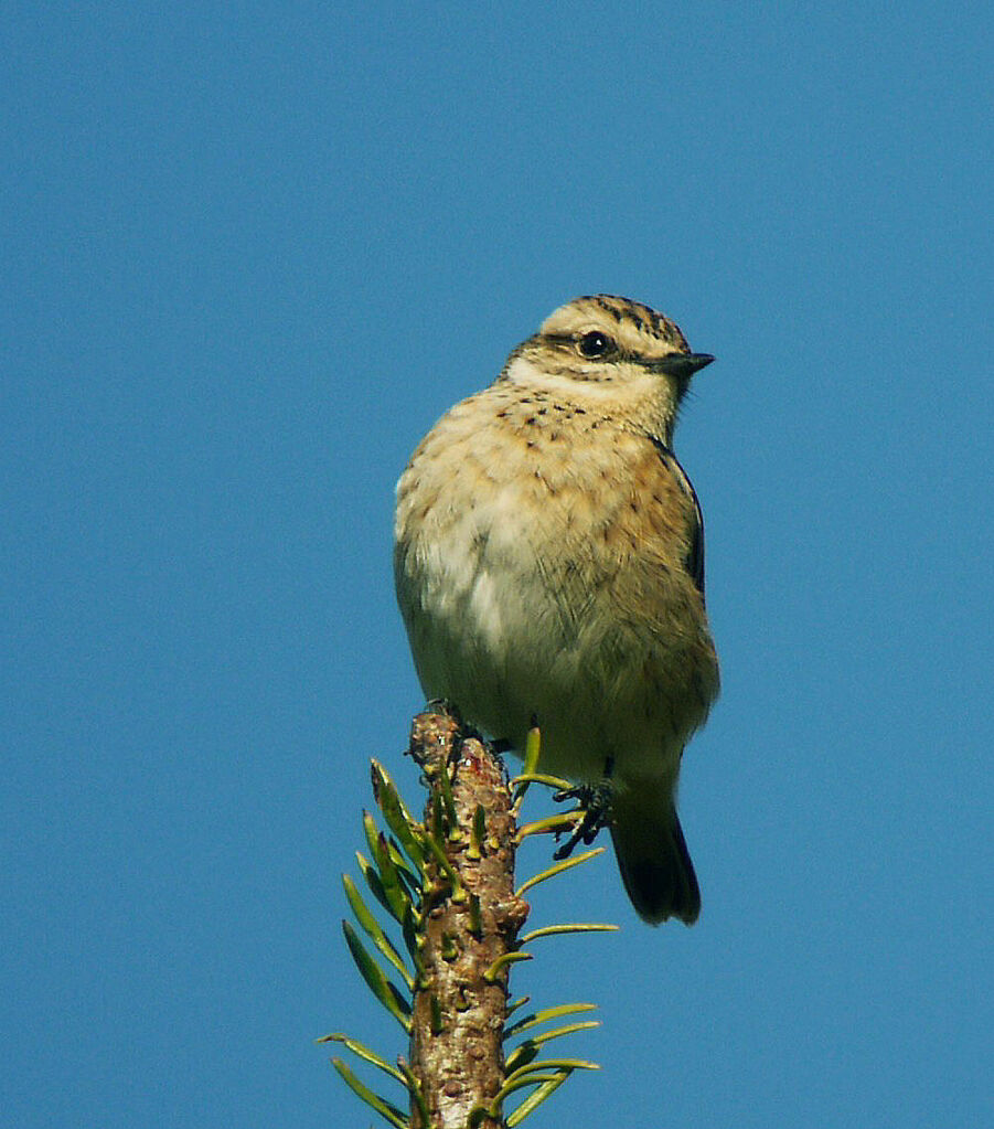 Tarier des prés femelle 1ère année, identification