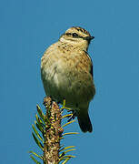 Whinchat