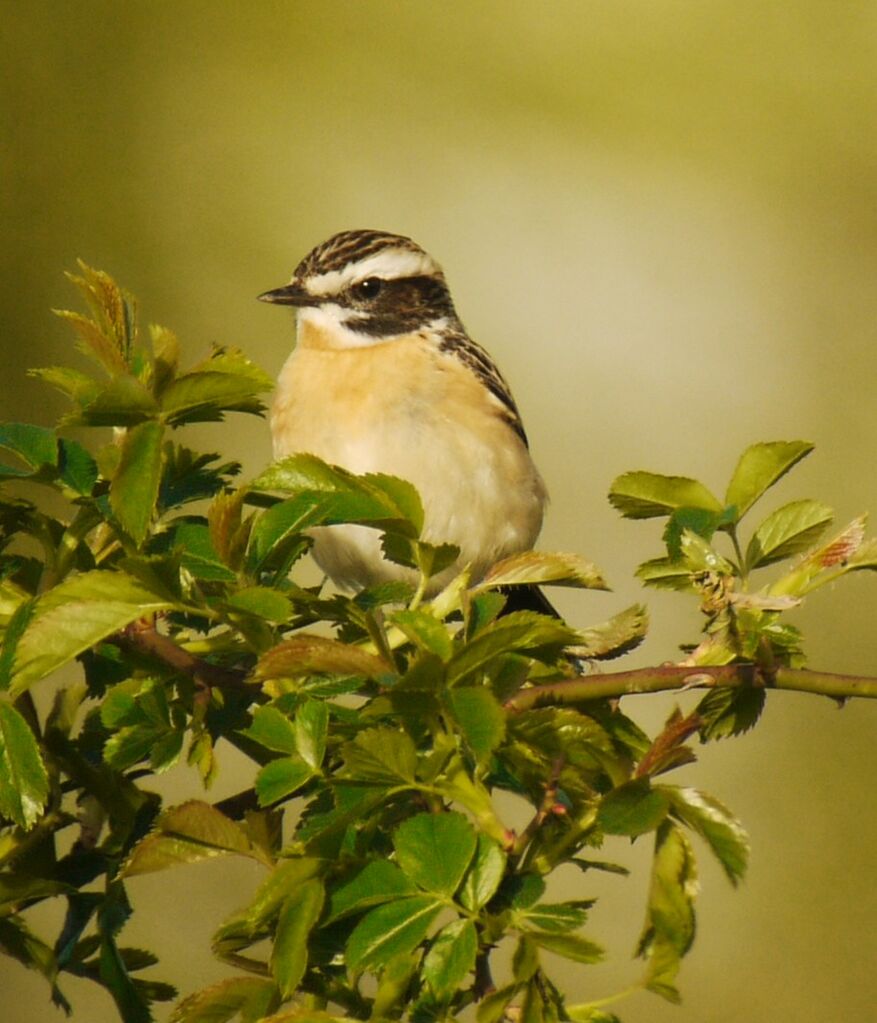 Tarier des prés mâle, identification