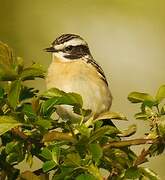 Whinchat