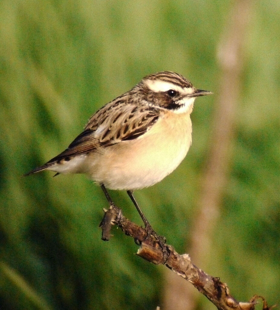 Tarier des prés mâle adulte nuptial, identification