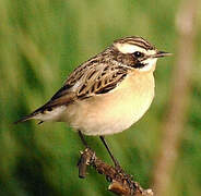 Whinchat