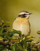 Whinchat