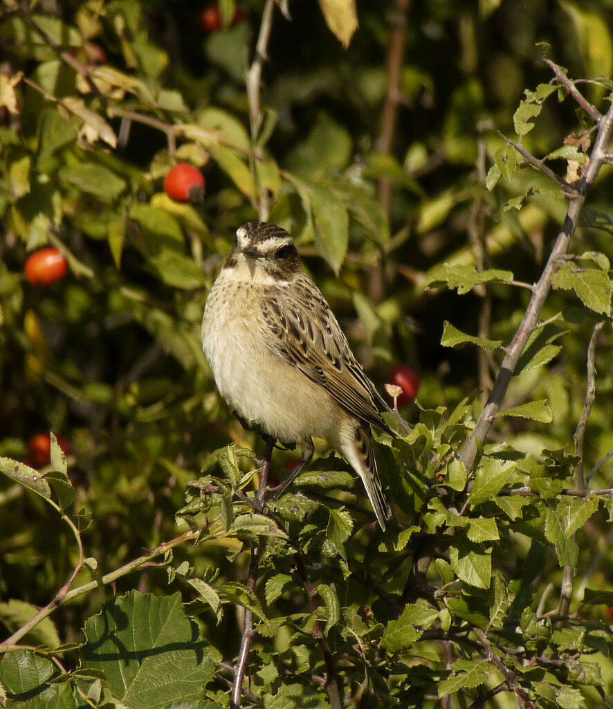 Tarier des prés femelle 1ère année, identification