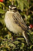 Whinchat