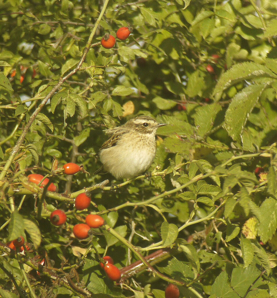 Whinchat female First year, identification