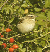 Whinchat