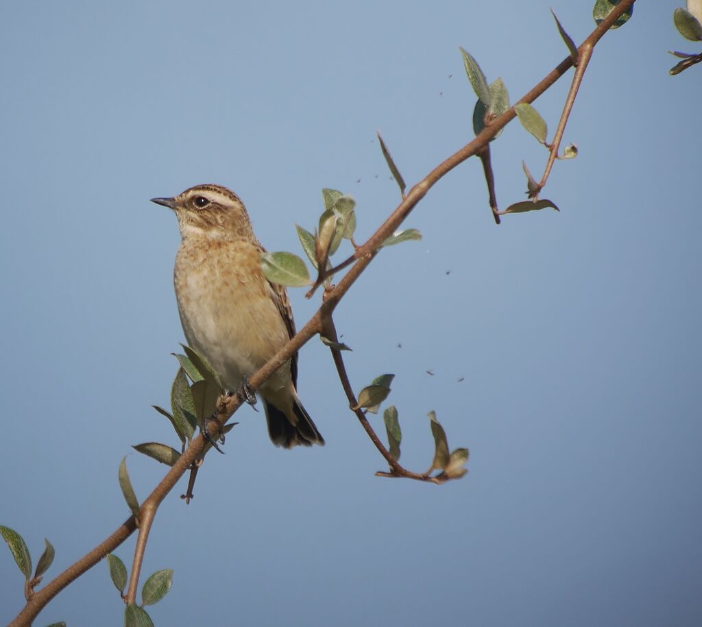 Whinchatadult post breeding, identification