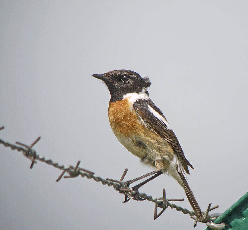 European Stonechat male adult, identification