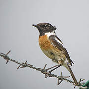 European Stonechat