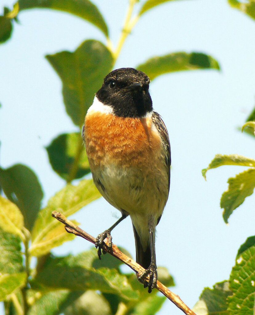 European Stonechat male adult breeding, identification