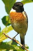 European Stonechat