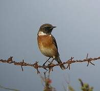 European Stonechat