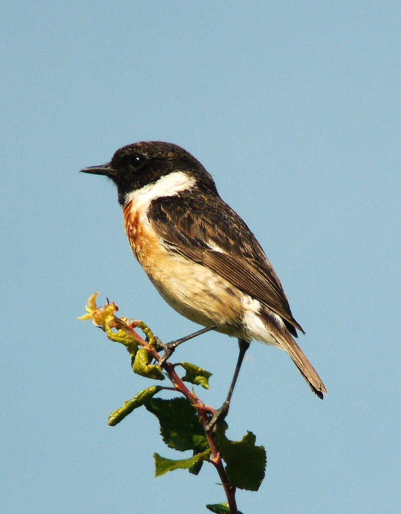 European Stonechat male adult breeding, identification