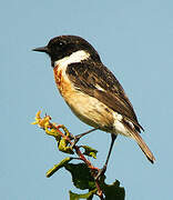 European Stonechat