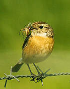 European Stonechat