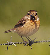 European Stonechat