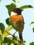 European Stonechat