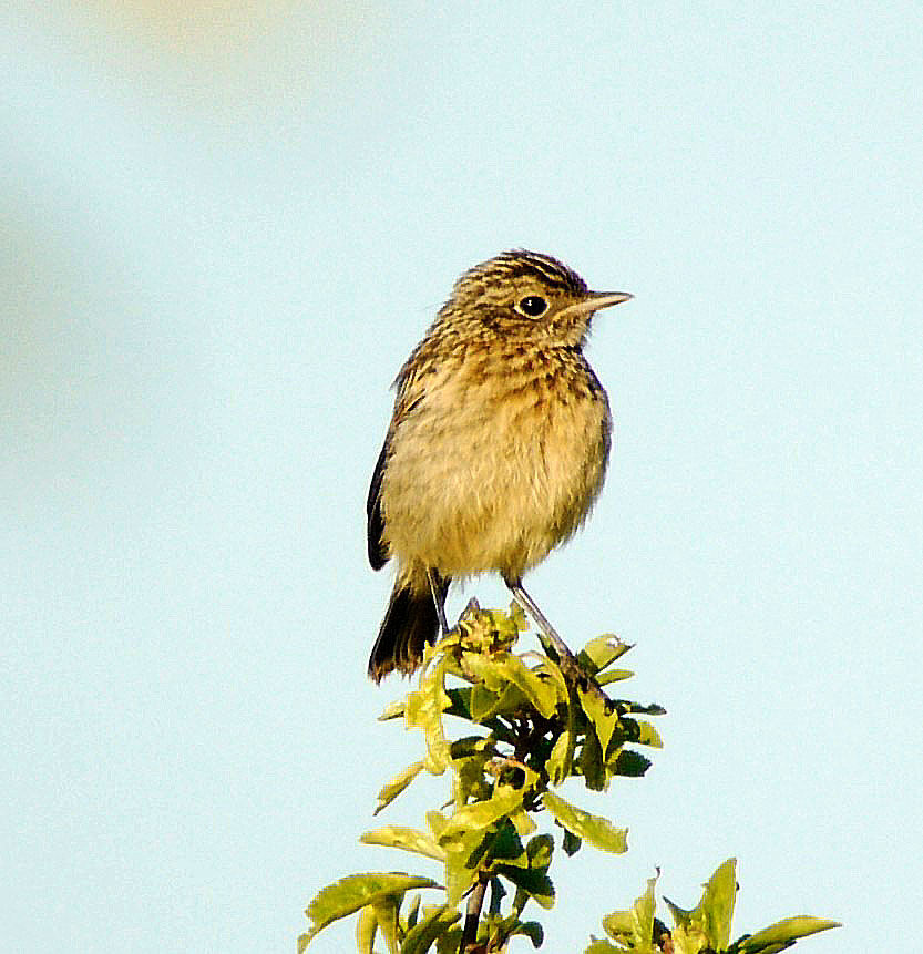 European Stonechatjuvenile, identification