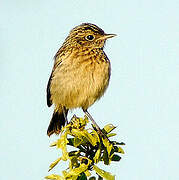 European Stonechat