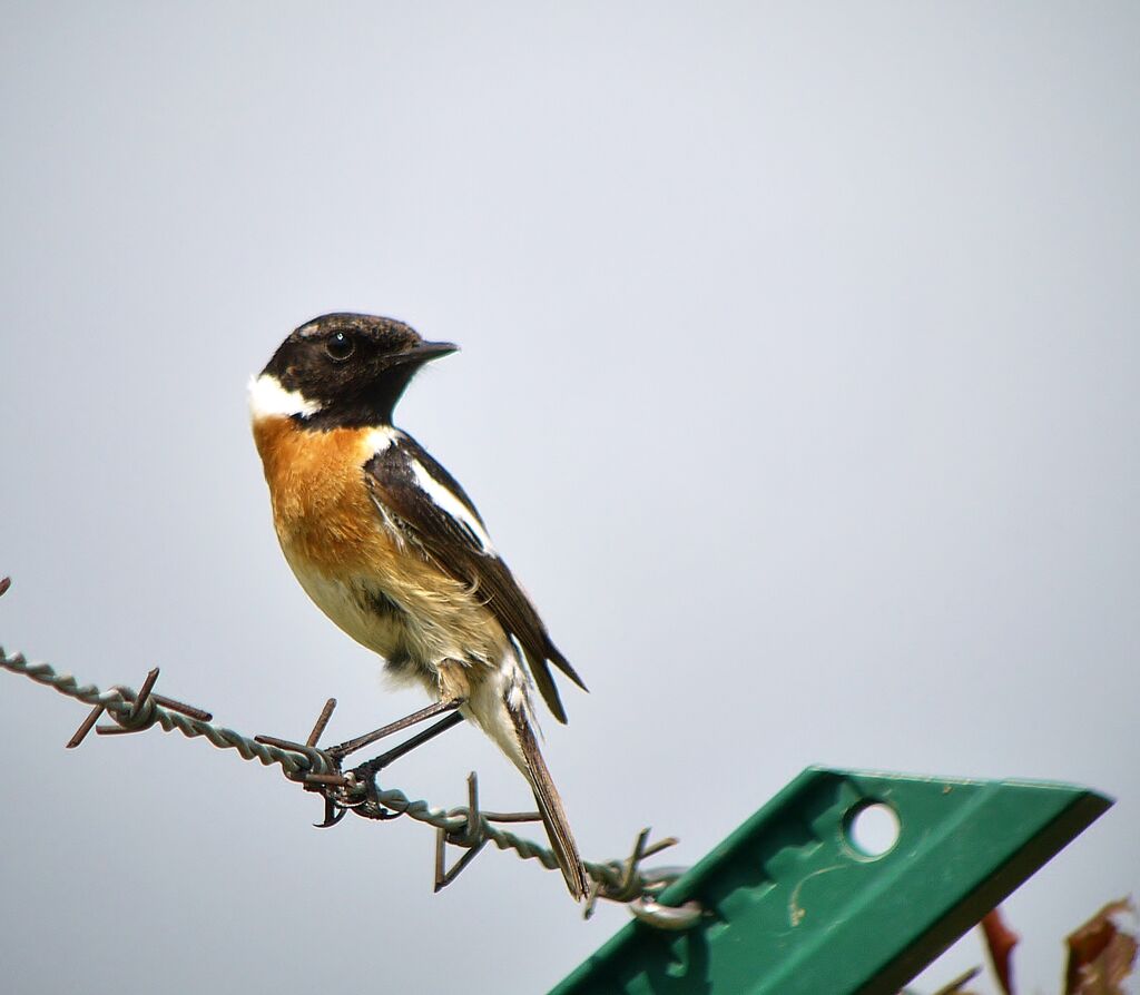 European Stonechat male adult, identification