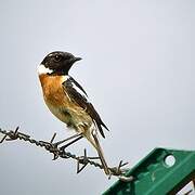 European Stonechat