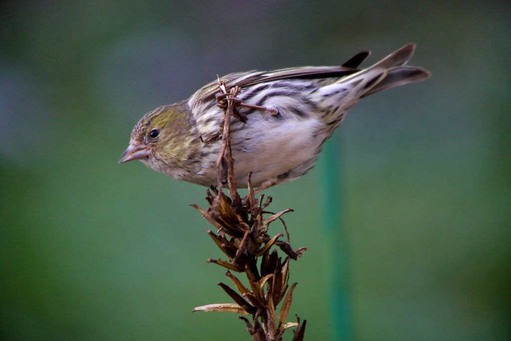 Eurasian Siskin female, identification