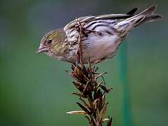 Eurasian Siskin