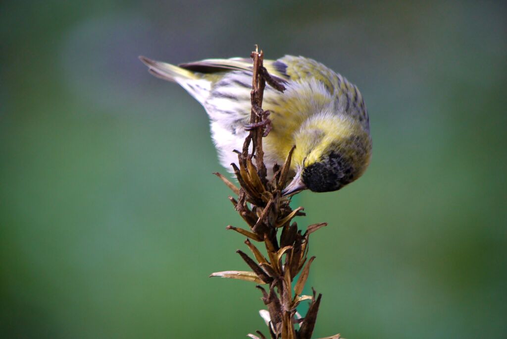 Eurasian Siskin male, eats