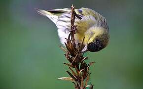 Eurasian Siskin