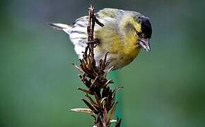 Eurasian Siskin