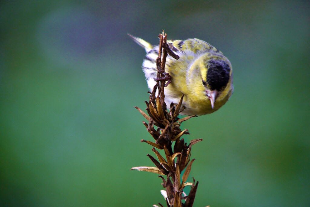 Eurasian Siskin male, close-up portrait, eats