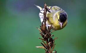 Eurasian Siskin