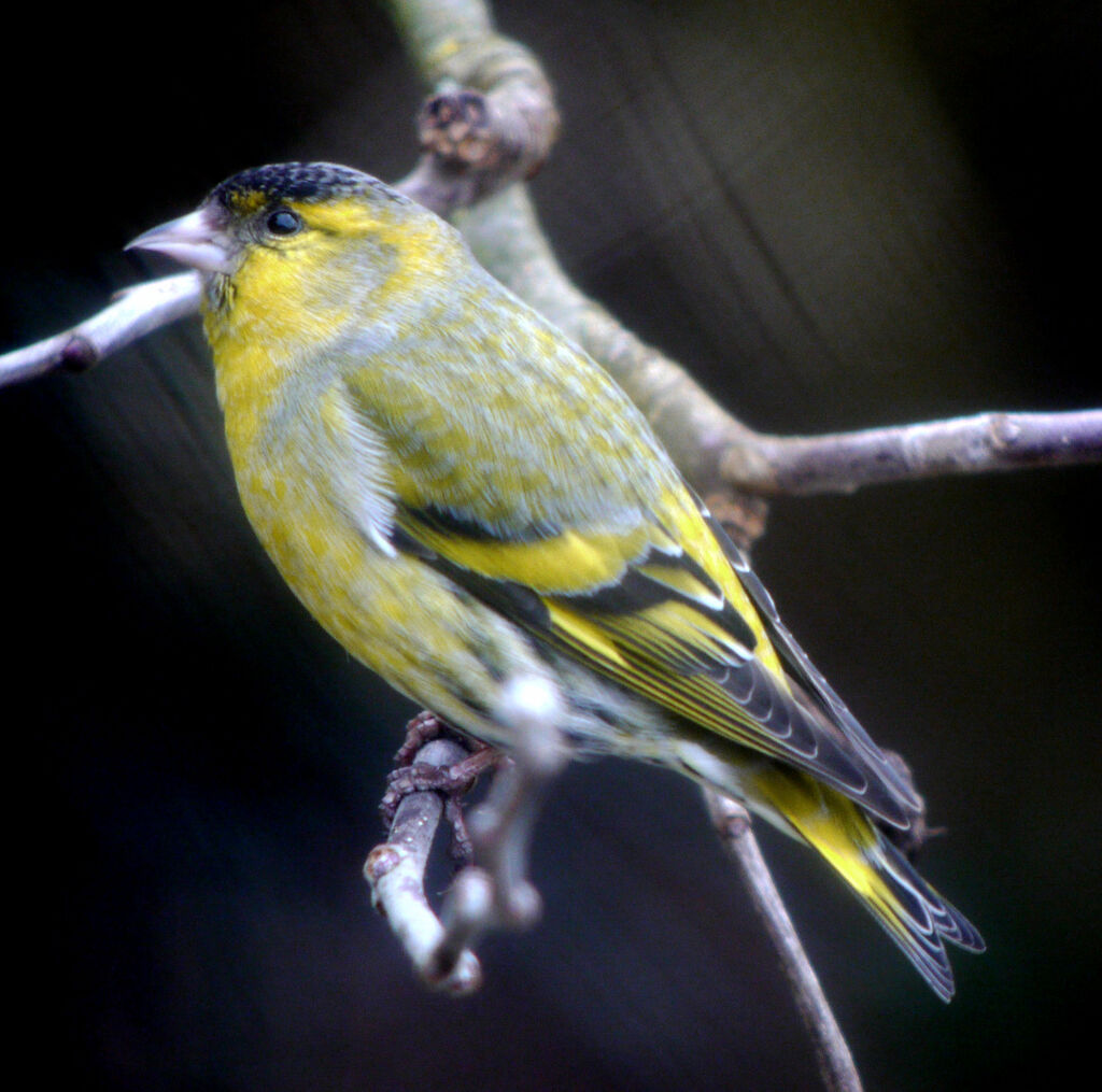 Eurasian Siskin male, identification