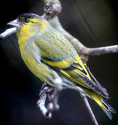 Eurasian Siskin