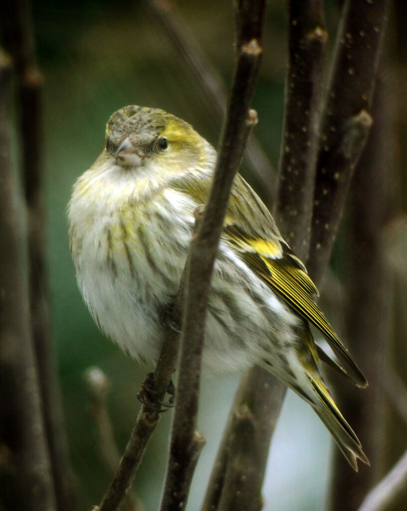 Eurasian Siskin female, identification