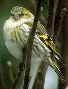 Eurasian Siskin