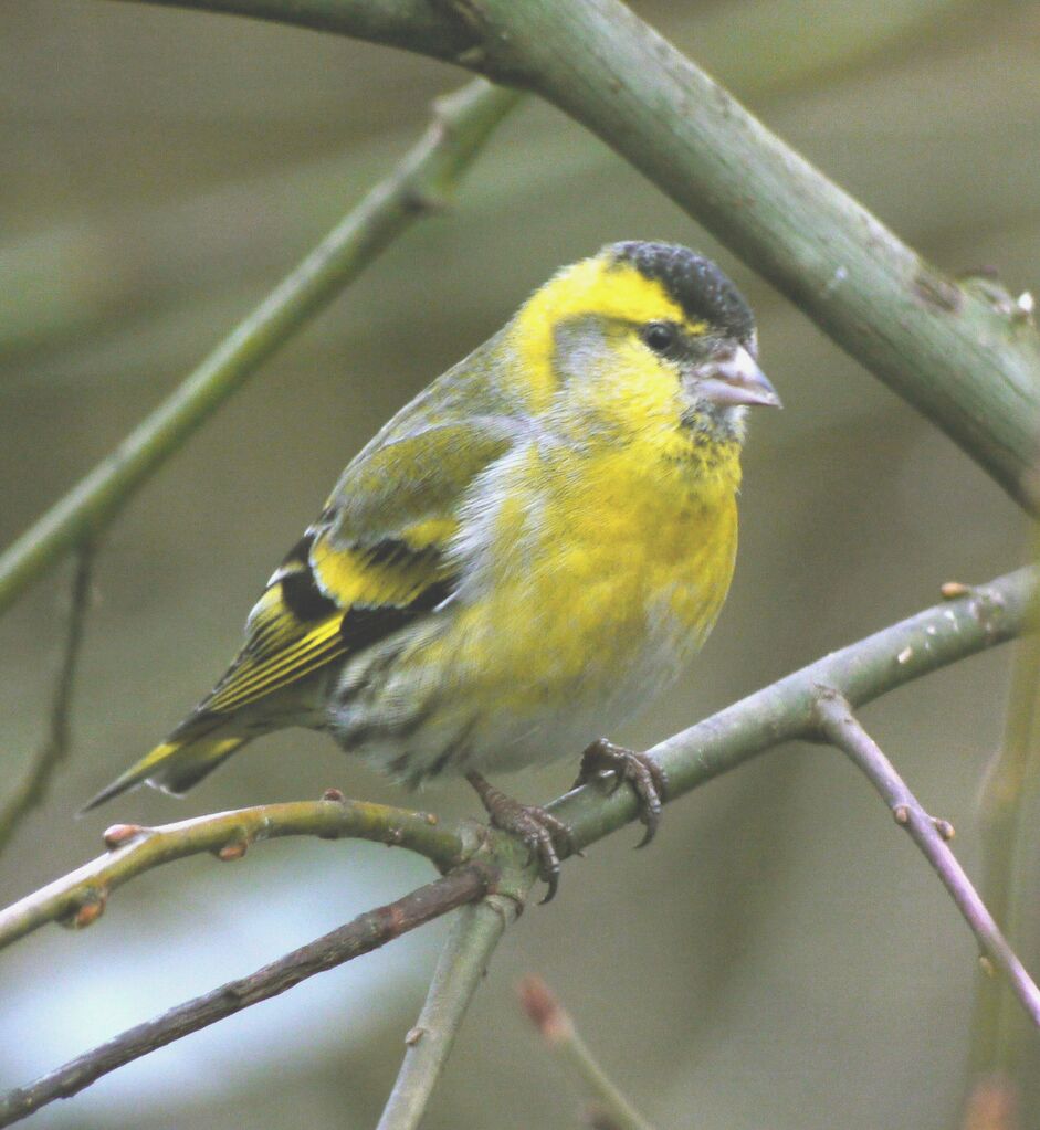 Eurasian Siskin male adult breeding, identification