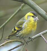 Eurasian Siskin