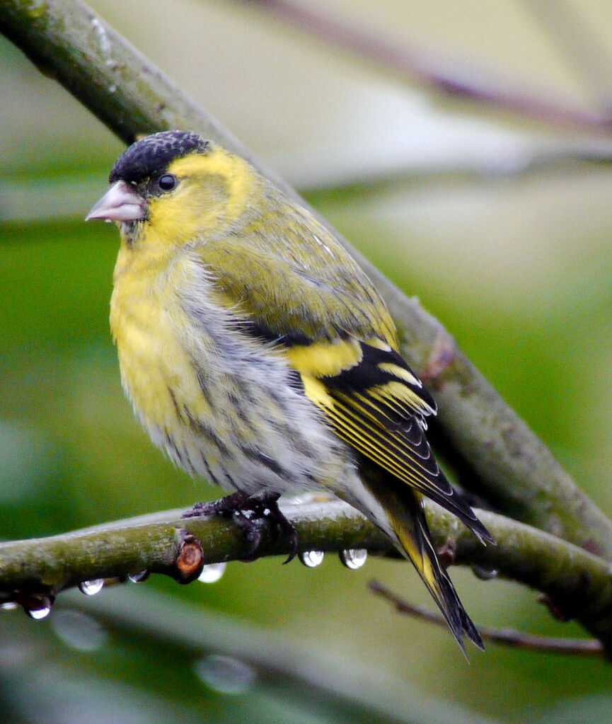 Eurasian Siskin male adult breeding, identification