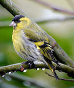 Eurasian Siskin