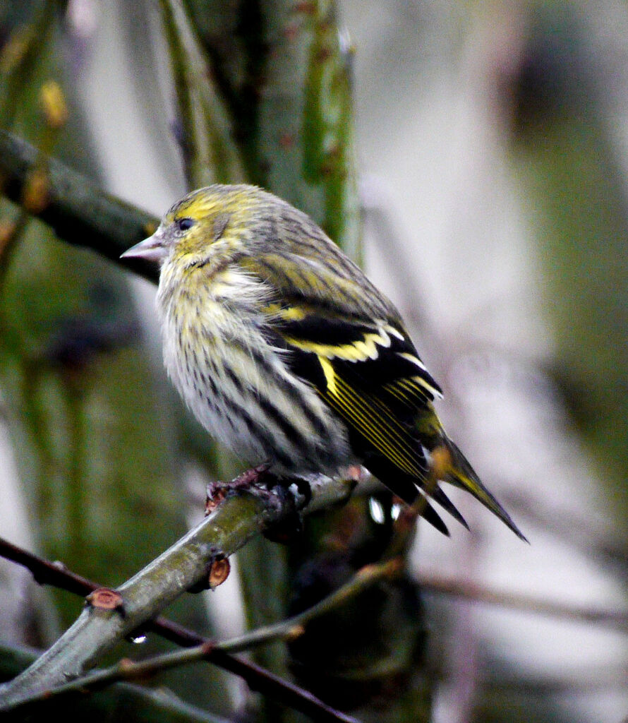 Eurasian Siskin female adult breeding, identification