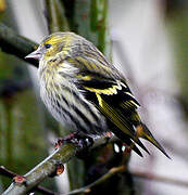 Eurasian Siskin