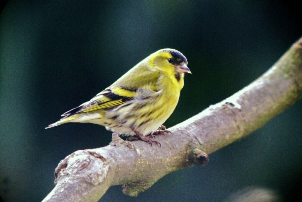 Eurasian Siskin male adult post breeding, identification