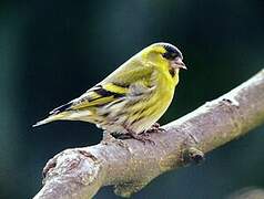 Eurasian Siskin